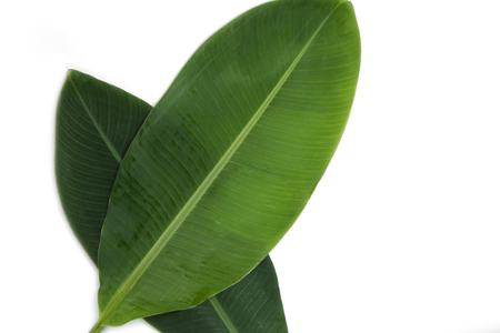 Green banana leaf isolated on whiteの写真素材