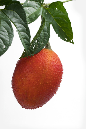 Gac fruit, Baby Jackfruit, Spiny Bitter Gourd, Sweet Grourd or Cochinchin Gourd with green leaf on white backgroundの写真素材