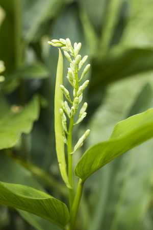 The galangal blossom is blossoming on the leafy foliage backdropの写真素材