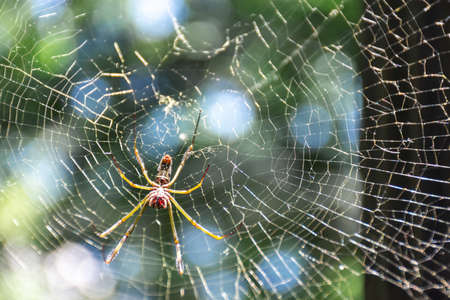 Spider weaving the web