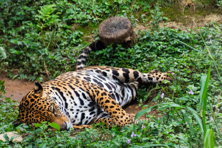 Jaguar resting in the forestの写真素材