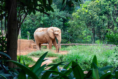 Brown elephant walking on green grass at the zoo among trees and bushesの写真素材