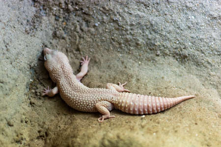 White gecko in the cornerの写真素材