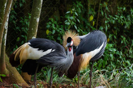 Two colorful crowned crane in the forestの写真素材