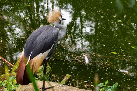 Crowned crane on the edge of the pondの写真素材