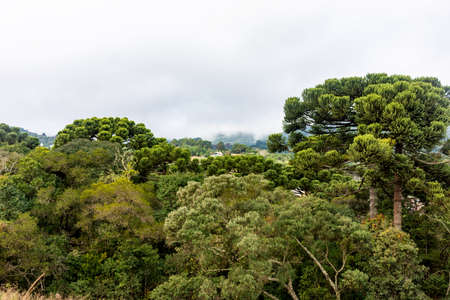 Araucarias in the Monte Verde mountain rangeの写真素材