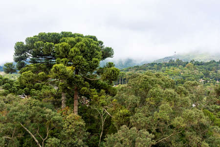 Araucarias in the Monte Verde mountain rangeの写真素材