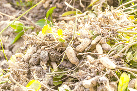 Peanuts dug from the soil.