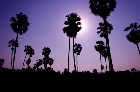 Silhouette sugar palm.の写真素材