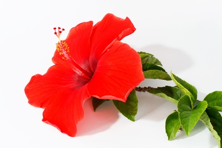Red Hibiscus Flower on White Backgroundの写真素材