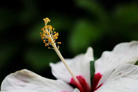 White Hibiscus Flower Close Upの写真素材