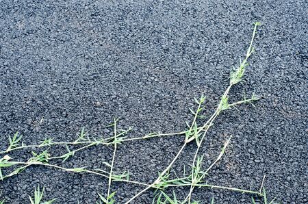 Grass stretches along the new road asphalt.の写真素材