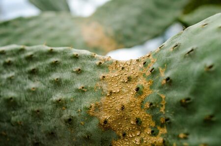 During the cactus  concave stalks look different to the rest.の写真素材