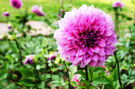 Dahlia show off their beauty.の写真素材