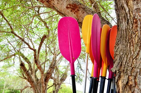 Paddle the canoe was leaning against a tree near the seaside.の写真素材