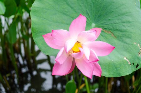 lotus show off their beauty.の写真素材