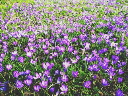 Spring bloom