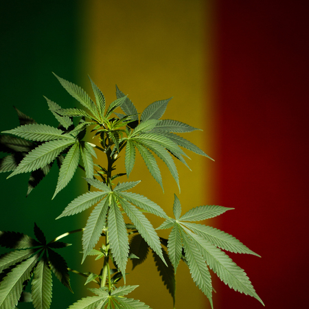 Cannabis with rastafarian flag background. Dark scene with deep shadows.の写真素材