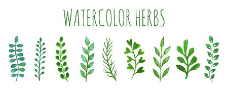 Collection of watercolor green herbs hand painted with brush, isolated on white background. Vecot illustrationのイラスト素材