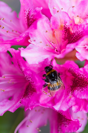 Pink rhododendron flowers on a blooming bushの写真素材