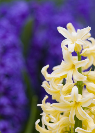 Blooming yellow and purple hyacinth flowers macro shotの写真素材