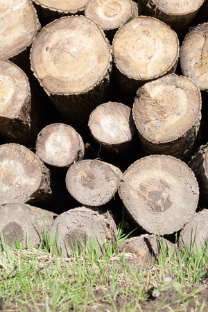Pile of wood logs, closeup of clean cut of chopped firewood logs. Natural wooden background