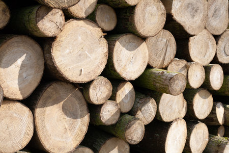 Pile of wood logs, closeup of clean cut of chopped firewood logs. Natural wooden background