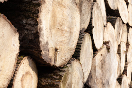 Pile of wood logs, closeup of clean cut of chopped