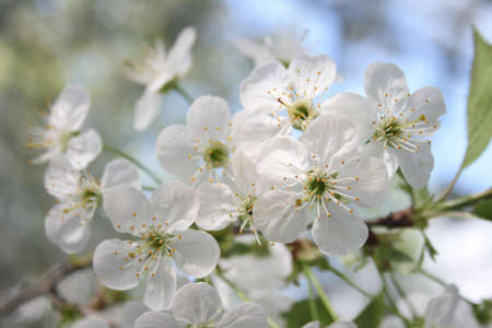 Beautiful sakura flowers and the sky