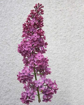 violet flowers of lilacの写真素材