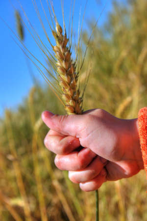 hand child which keeps colossus of the wheat on background skyの写真素材