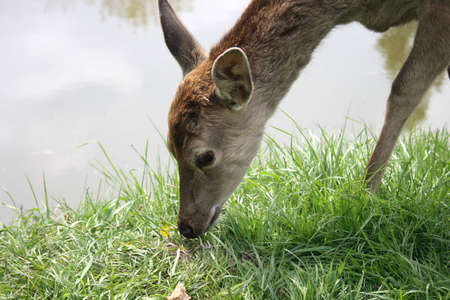 On a photo deer eating near の写真素材