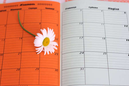 on photo daisywheel in diary bookの写真素材