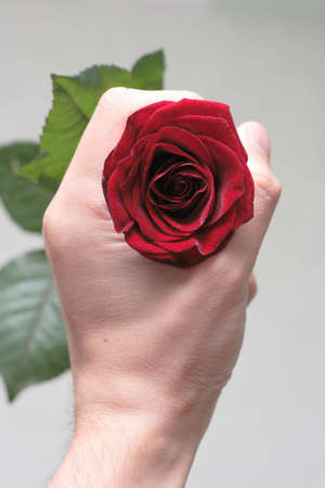 a rose is in the hand of manの写真素材