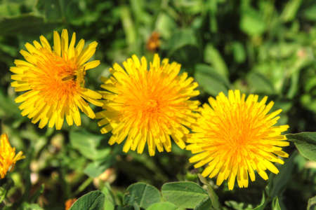 Three yellow dandelions growing in a gardenの写真素材