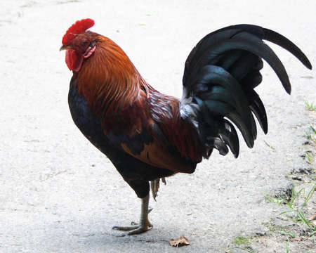 On a photo cock roosterの写真素材