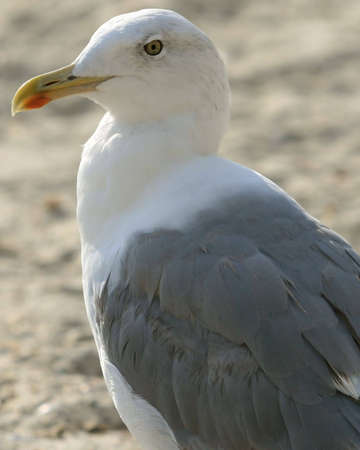  Portrait of a seagullの写真素材