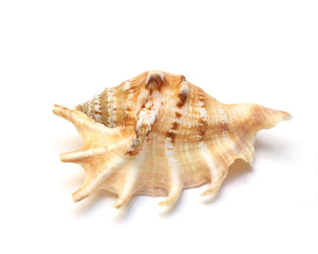 nice seashell isolated over white background