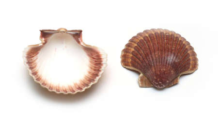 beautiful marine cockleshells on a white backgroundの写真素材
