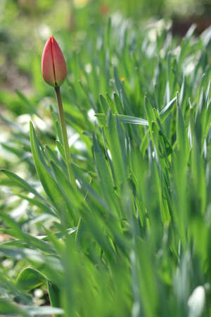 The photo tulip bud on the background of green leaves