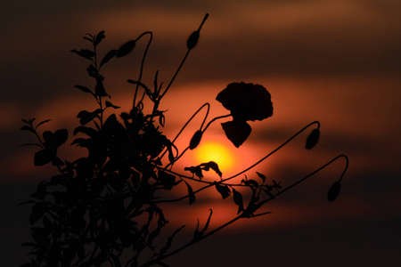 branch of red poppies against the setting sunの写真素材