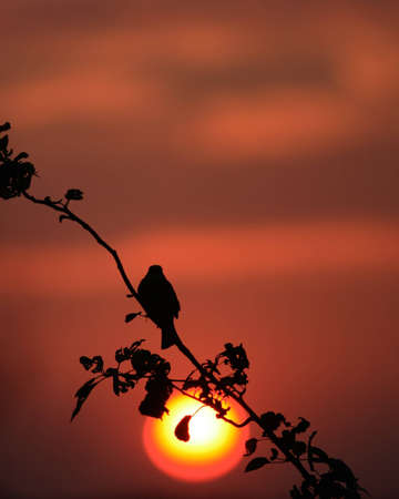 Earthen road and a lonely tree against the blue skyの写真素材