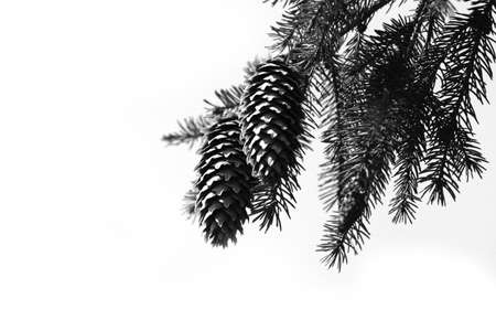 branch of the tree and two bumps on a white background. Black and white photographsの写真素材