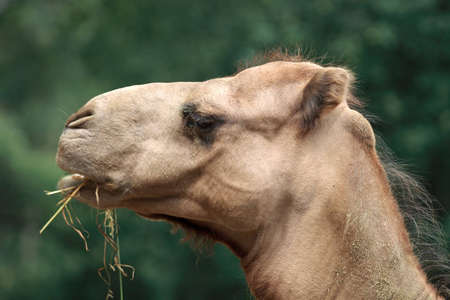On the photo Camel Chewingの写真素材