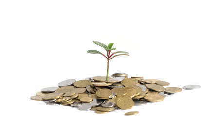 Plant growing for a few coins over white backgroundの写真素材