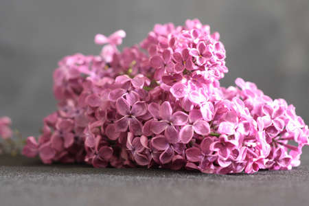 The branch of lilac on a black backgroundの写真素材