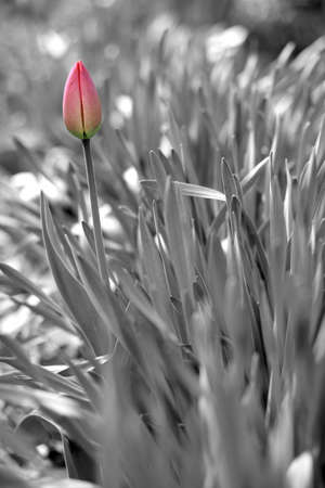 The photo tulip bud on the backgroundの写真素材