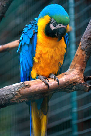 parrot