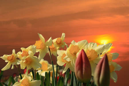 narcissus on sunset background