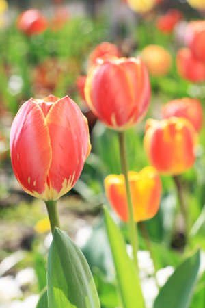 Tulip flower on green background